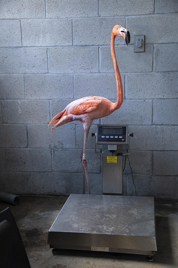 Zoo Miami Flamingo Exams 