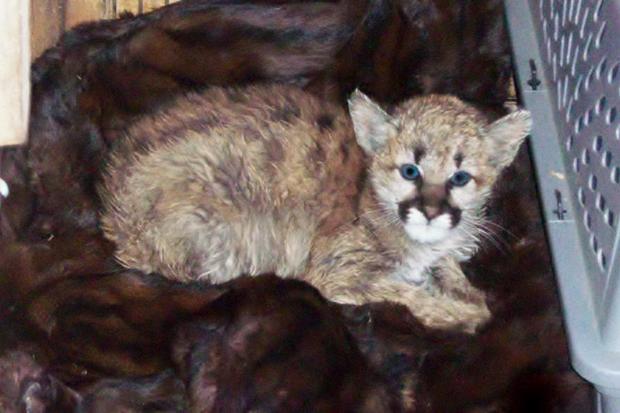 mountain lion cub courtesy CPW 