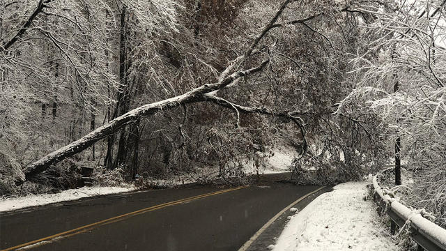 powell-road-tree.jpg 