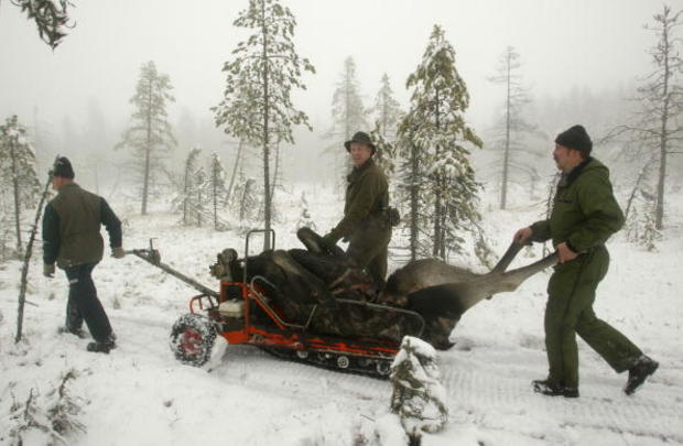 An Elk cow is transported to a road from 