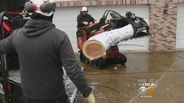 downed-tree.jpg 