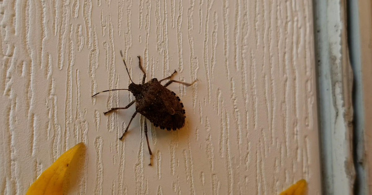 Stinkbugs: Tips for keeping them out of the house – The Morning Call