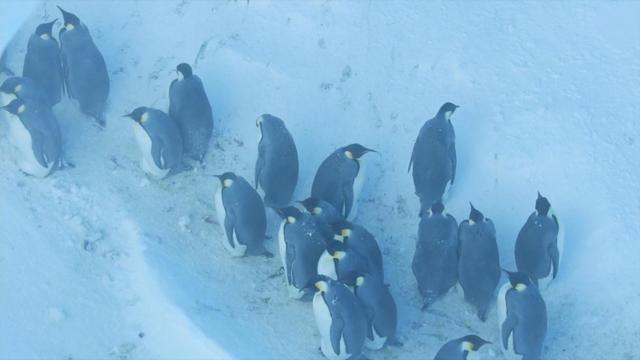 1119-ctm-penguins-1715486-640x360.jpg 