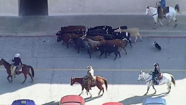 cattle-drive.jpg 