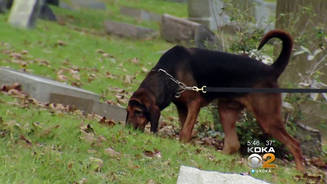 pittsburgh-police-k9-cappy.jpg 