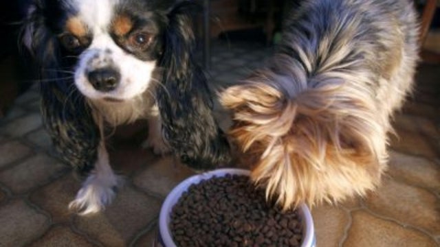 dog-food-1.jpg 