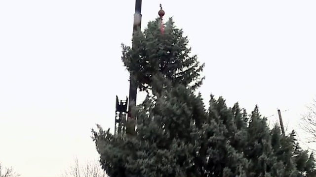 youngstown-christmas-tree.jpg 