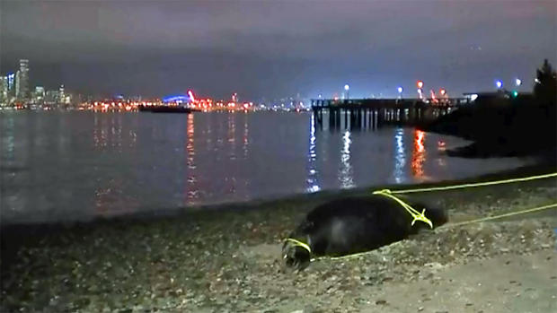 Sea Lion Found Shot Near Seattle 