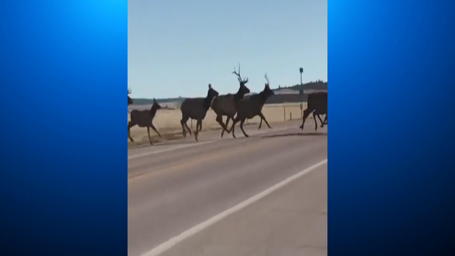 elk-video-10sotvo-transfer_frame_549.png 