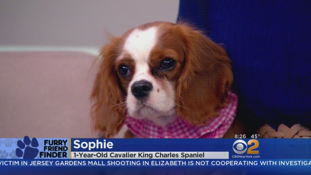 sophie.jpg 