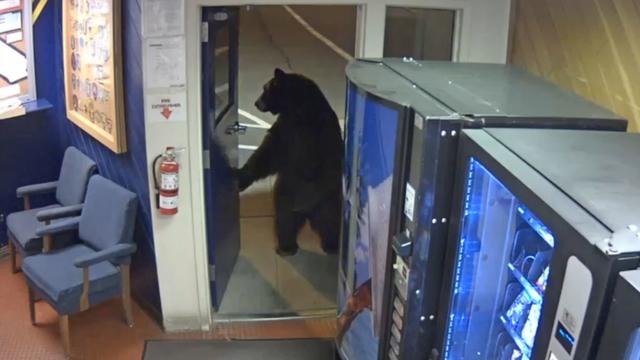 bear-walks-into-chp-office-chp.jpg 