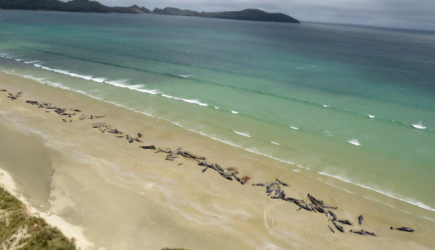 A supplied image shows around 145 pilot whales that died in a mass stranding on a beach on Stewart Island, located south of New Zealand's South Island, Nov. 25, 2018. 
