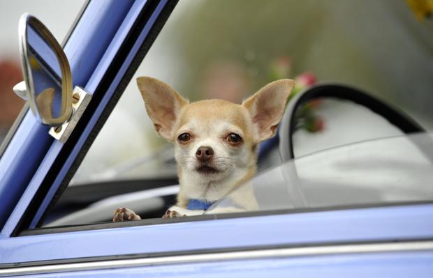 dog in car 