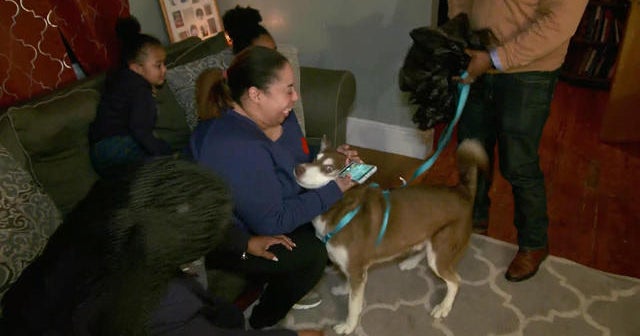 Dog found 1,100 miles away from home reunited with family - CBS News