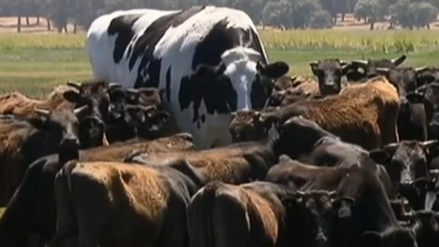 cbsn-fusion-huge-cow-in-australia-rejected-from-slaughterhouse-because-of-size-thumbnail-1722245-640x360.jpg 