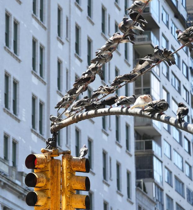 NYC pigeons 
