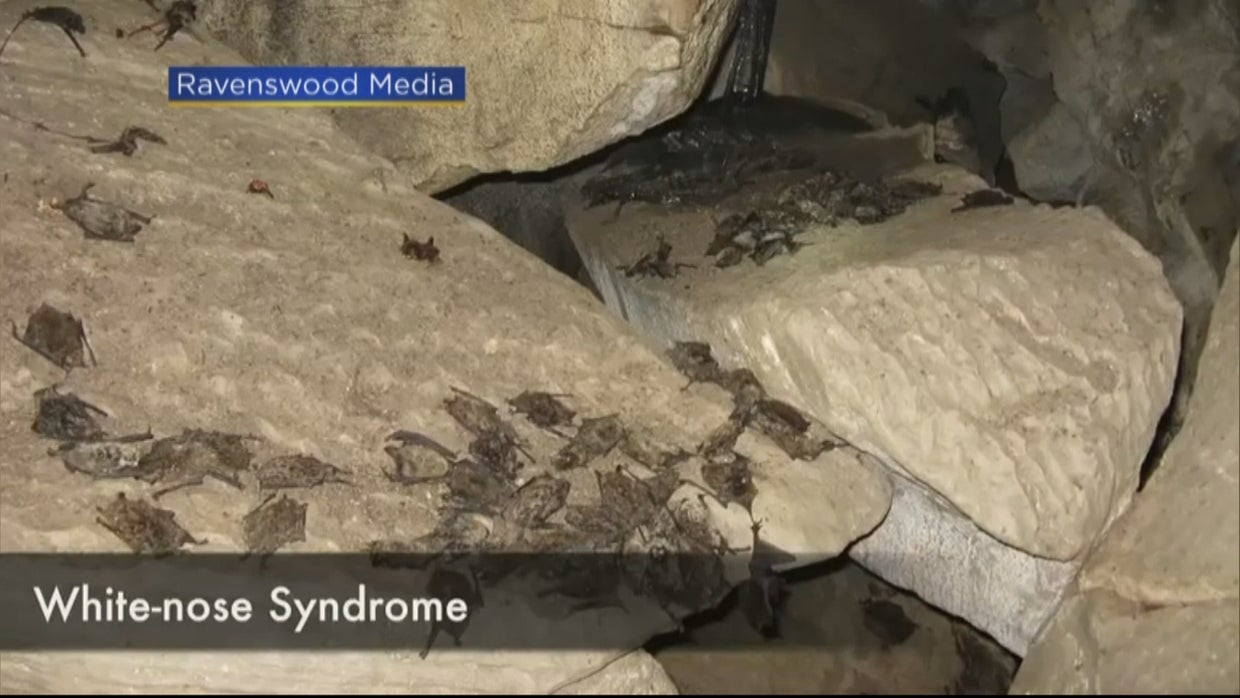 Climbers Scale New Heights To Find Bats, Help Protect Species - CBS ...