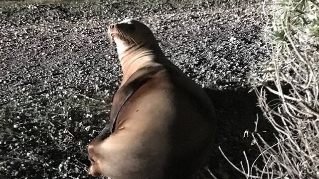 sea_lion_rescue_120318.jpg 