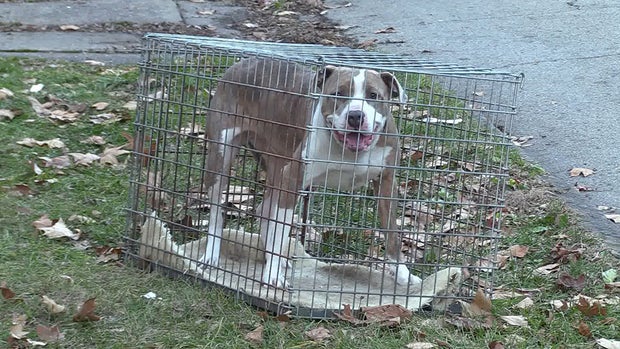 beaver falls fire dog 