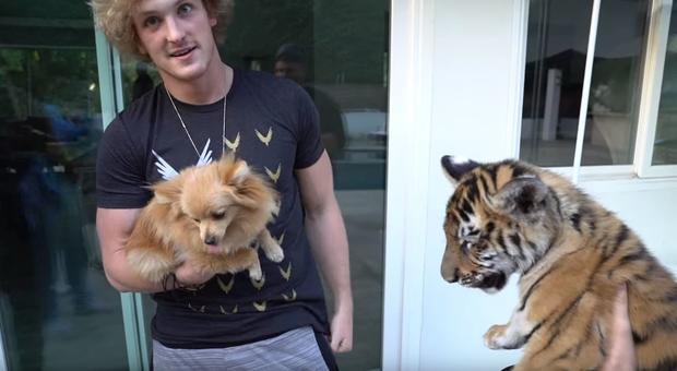 Studio City Man Charged With Abusing Tiger Cub Which Appeared In Logan Paul Video 