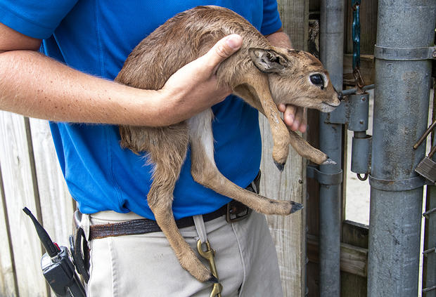 Newborn Steenbok Zoo Miami 