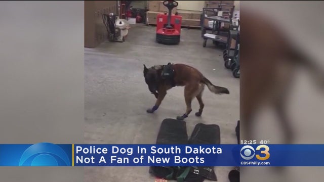 south-dakota-police-dog.jpg 