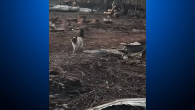 camp_fire_cat_found_121018.jpg 