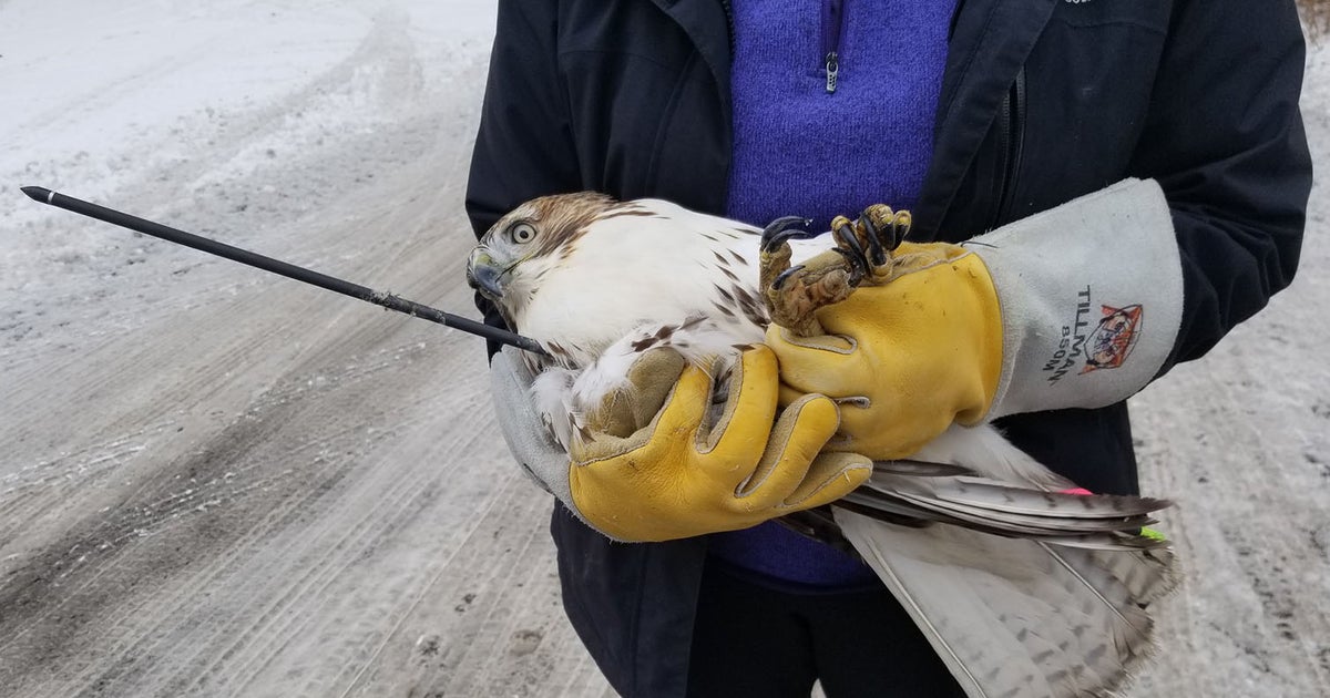 Report: Experts Believe Red-Tailed Hawk Was Illegally Shot With Arrow ...