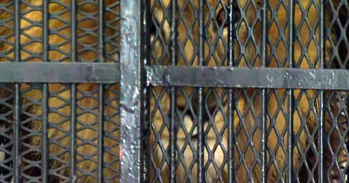 2 Lions From Argentina Arrive At The Wildcat Sanctuary In Sandstone