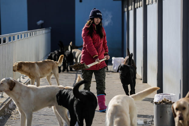 China's Guide Dog Training Center 