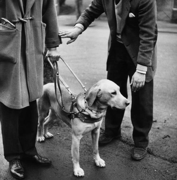 Guide Dog 