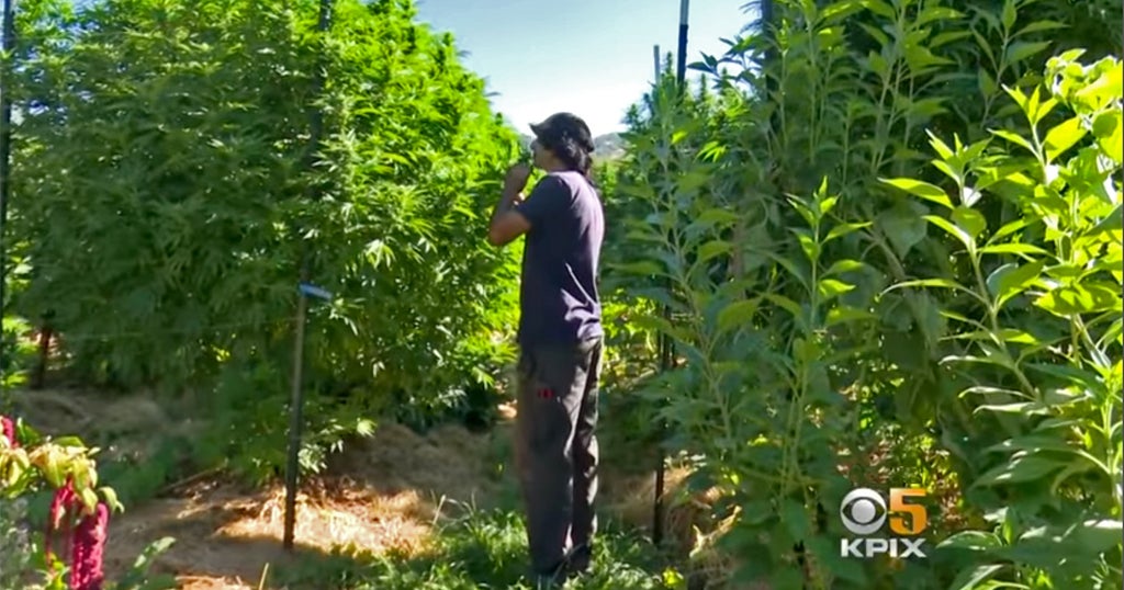 golden fresh farms wapak marijuana golden fresh farms wapak marijuana