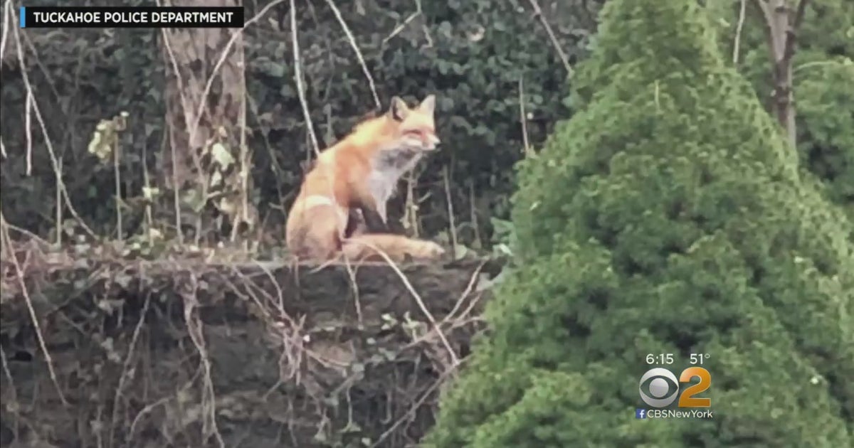 Residents On Edge After Fox Spotted In Westchester CBS New York