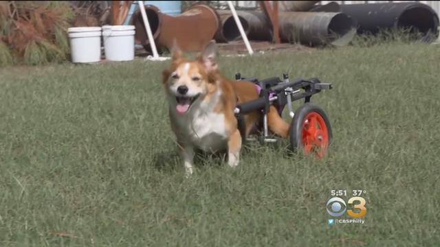 dog-wheelchair.jpg 