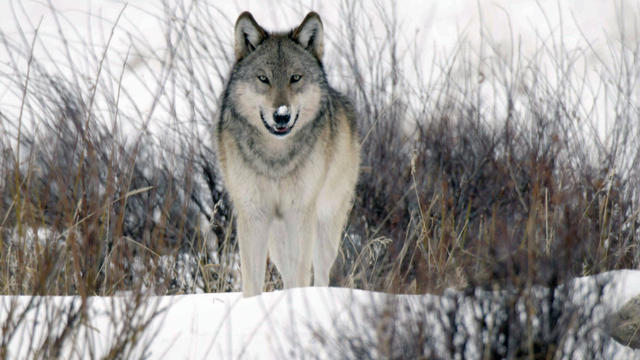 wolf1-1739241-640x360.jpg 