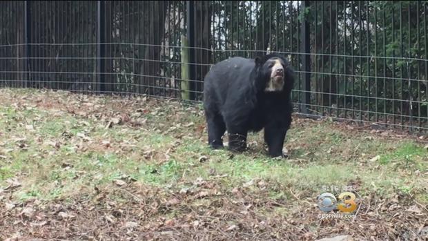 Philadelphia Zoo Introduces New Bear 