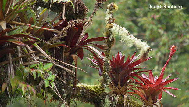 costa-rica-bromeliads-mosses-and-lichens-judy-lehmberg-620.jpg 