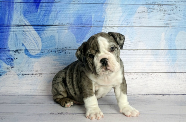 Blue Merle English Bulldog puppy stolden from Petland Naperville 