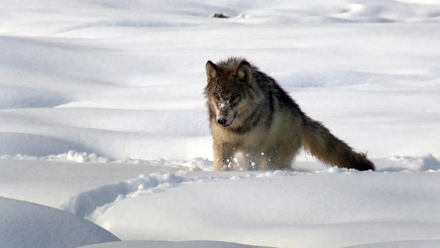 ot-wolvesmotw-1742896-640x360.jpg 