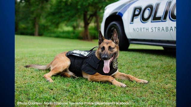 k9-drago.jpg 