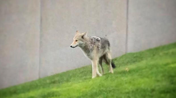 Coyote On Manhattan's West Side 