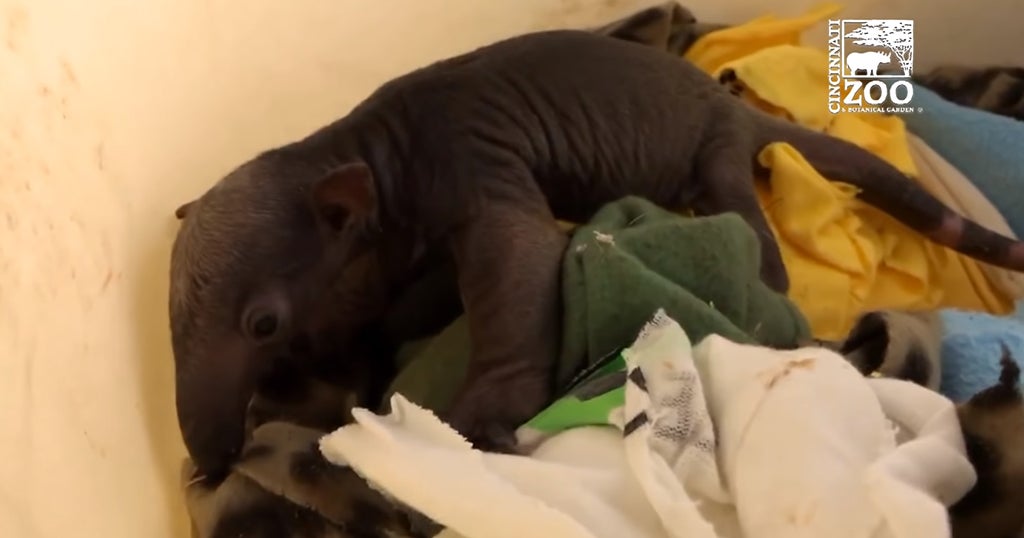 Cincinnati Zoo Baby Tamandua CBS Pittsburgh