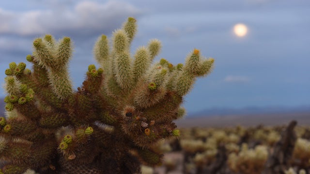 teddy-bear-cholla.jpg 