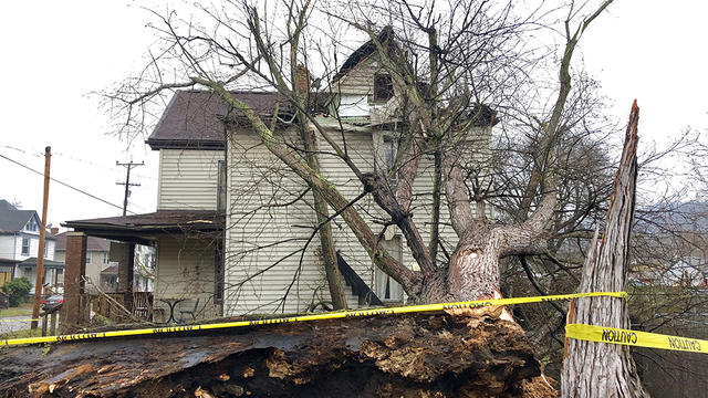 beaver-falls-tree-on-house.jpg 