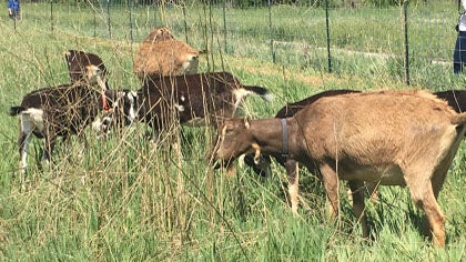 Goats eat weeds our file copy 