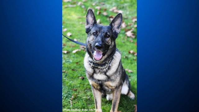 butler-police-k9-gunner.jpeg 