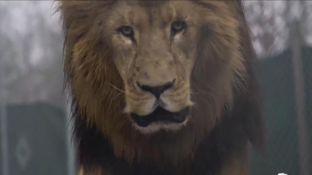 1231-en-lionattack-shamlian-1747233-640x360.jpg 