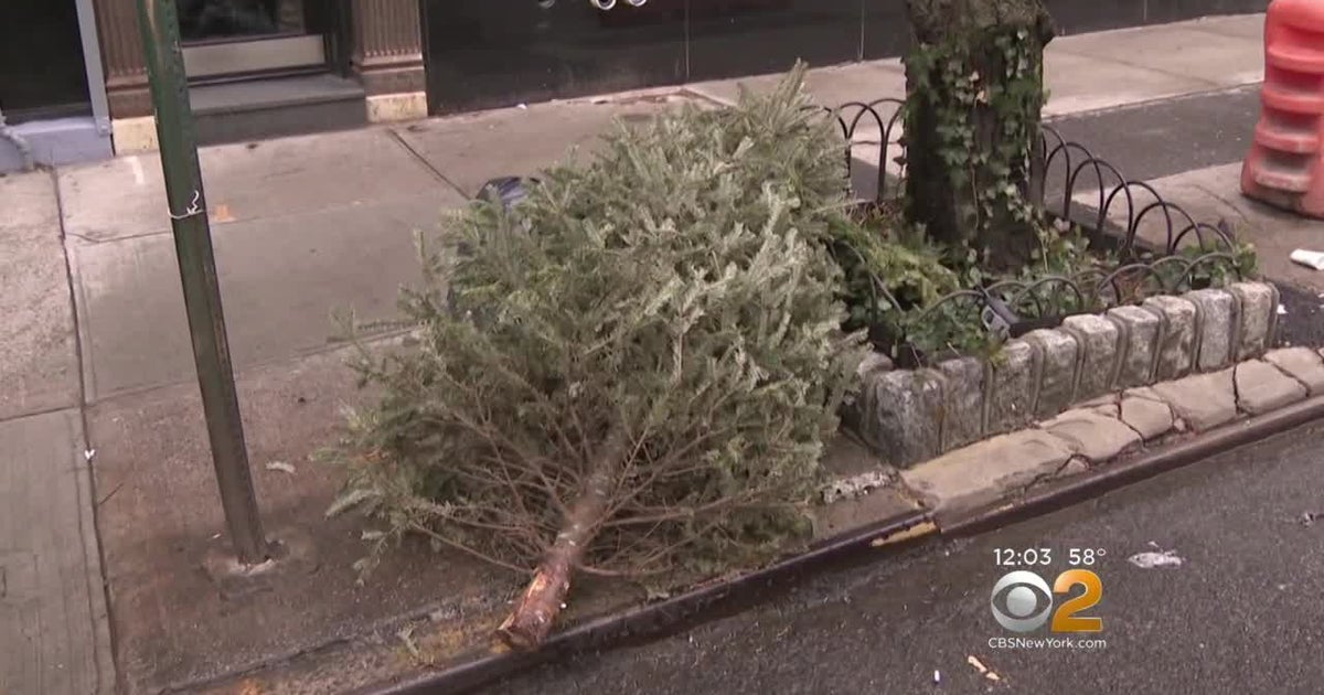 Here's What You Need To Know Before Throwing Out Your Christmas Tree In