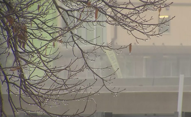 frozen precipitation on trees in North Texas 
