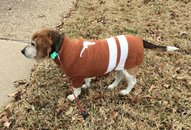 Archie the beagle 